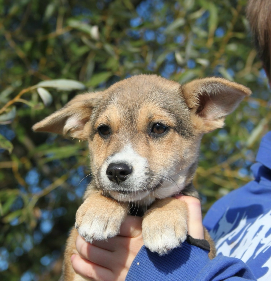 Пропала собака в Воронеже — фото объявления