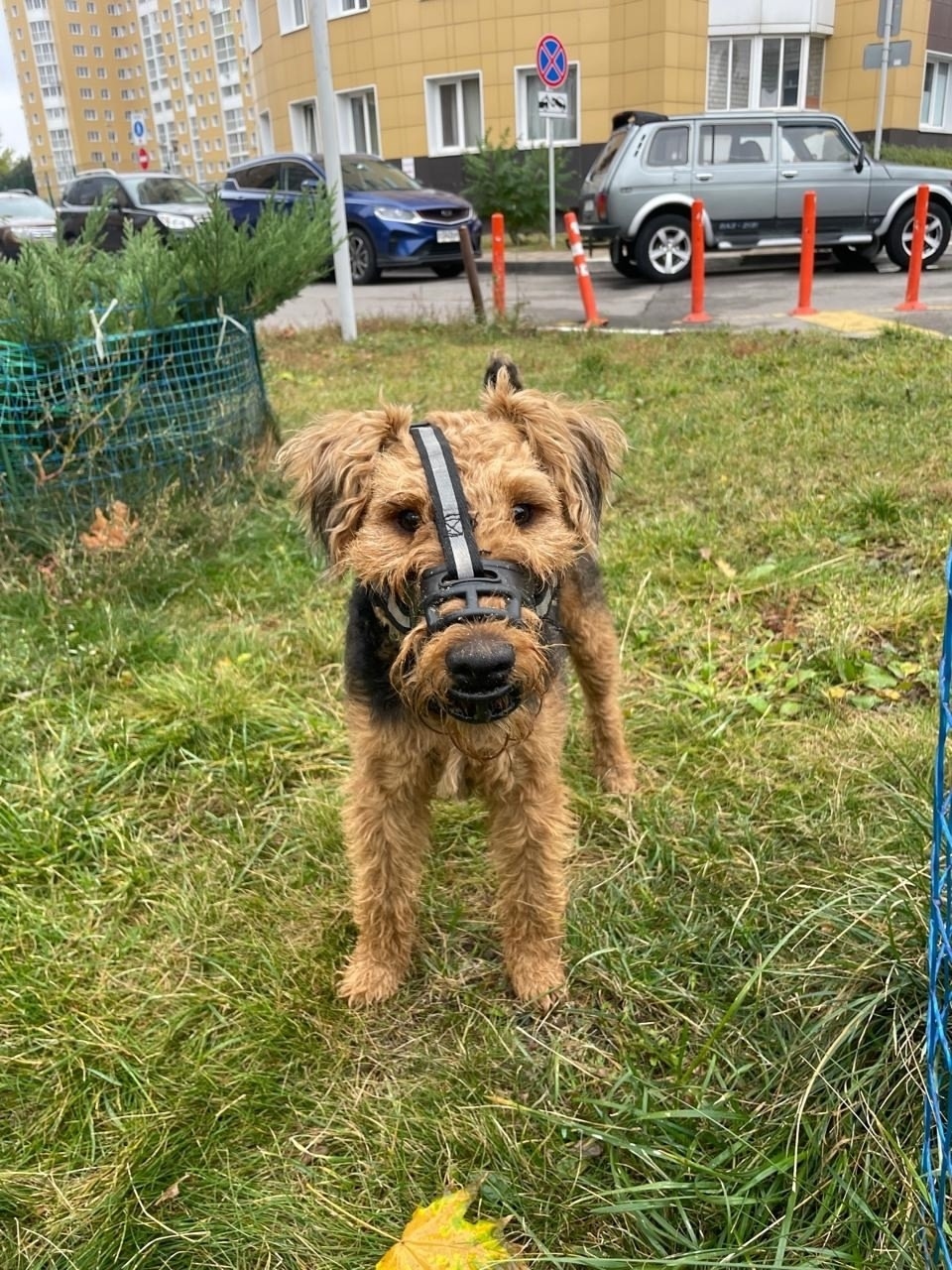 Найдена собака в Воронеже — фото объявления