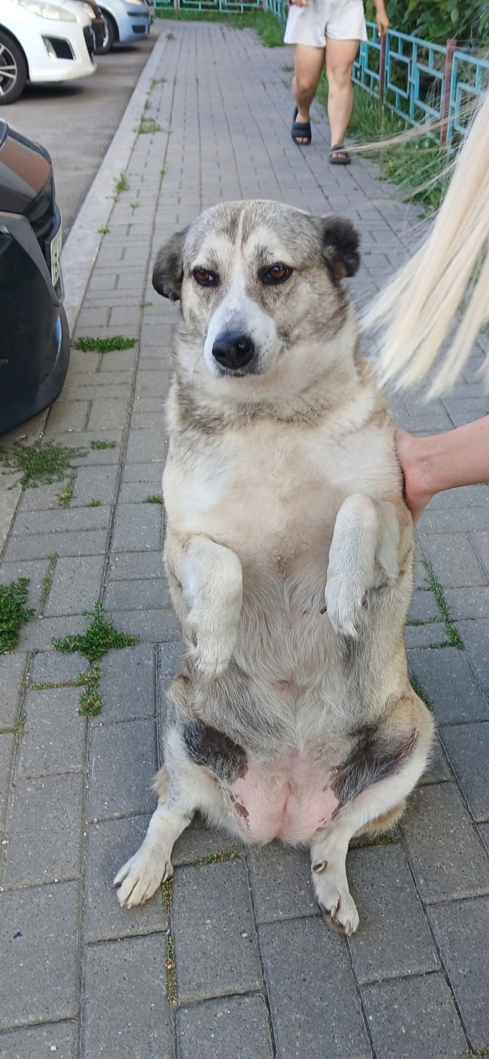 Пропала собака в Воронеже — фото объявления