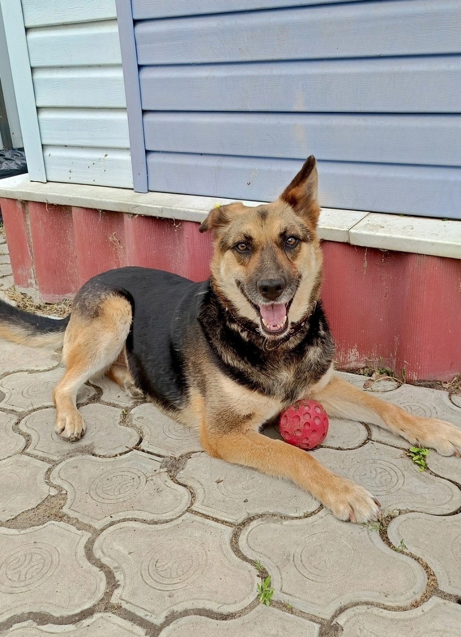 Найдена собака в Воронеже — фото объявления