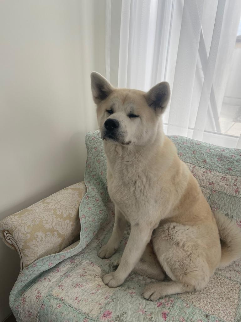 Пропала собака в Воронеже — фото объявления