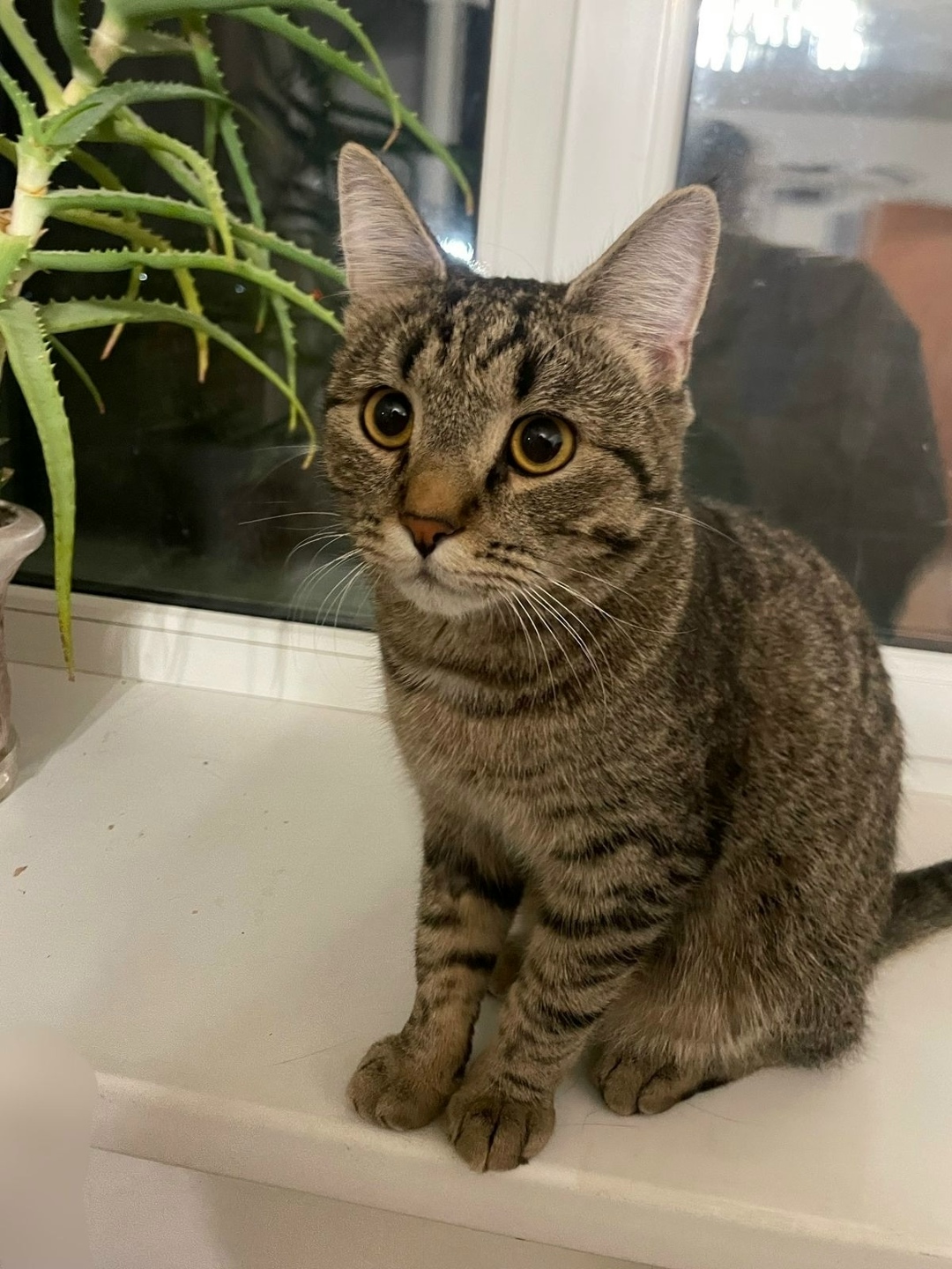 Пропала кошка в Воронеже — фото объявления