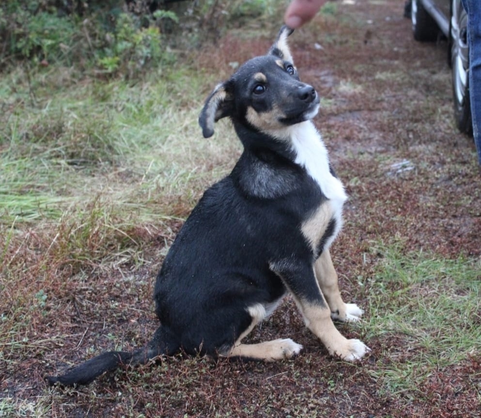 Найдена собака в Воронеже — фото объявления