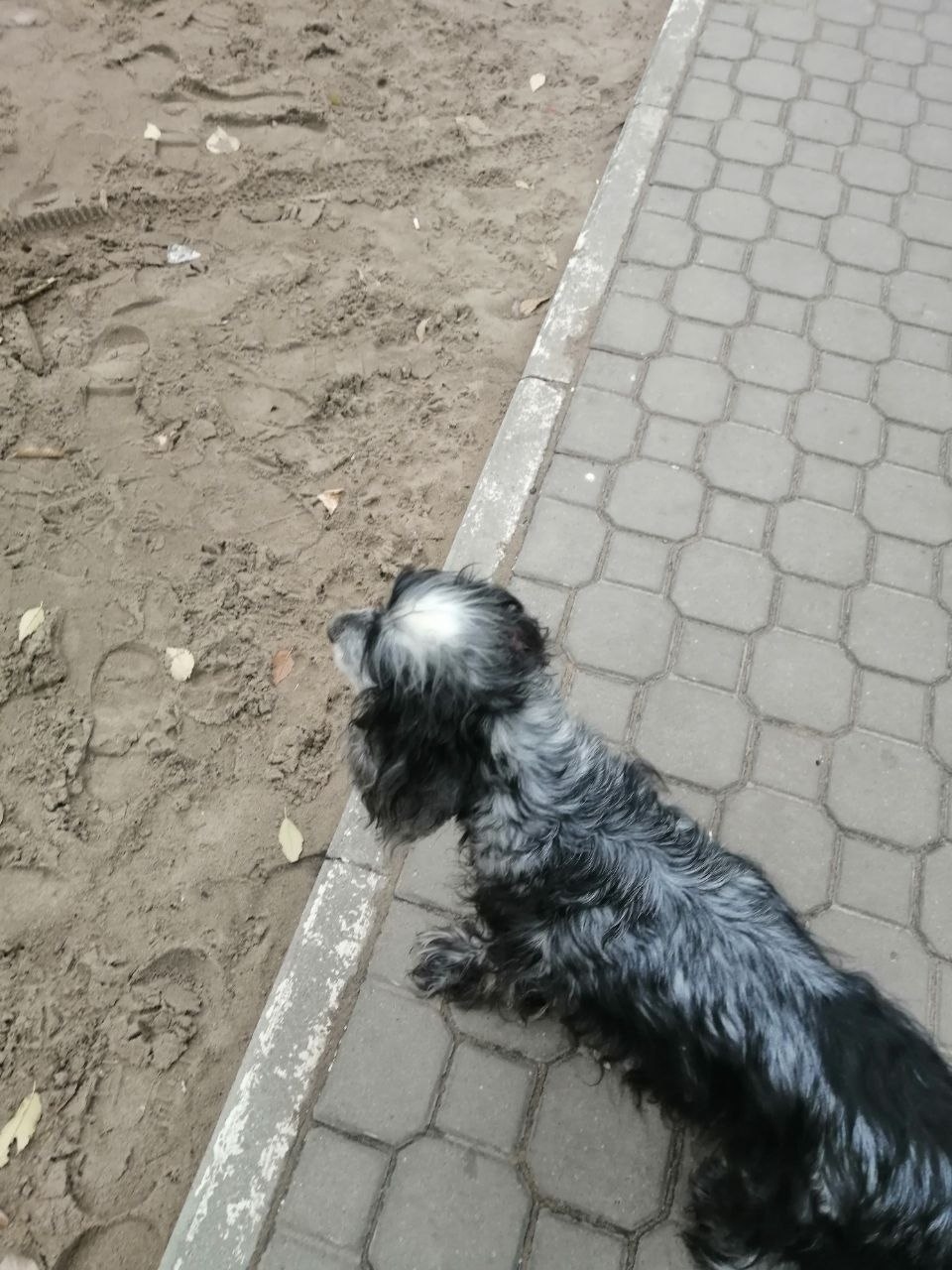 Пропала собака в Воронеже — фото объявления