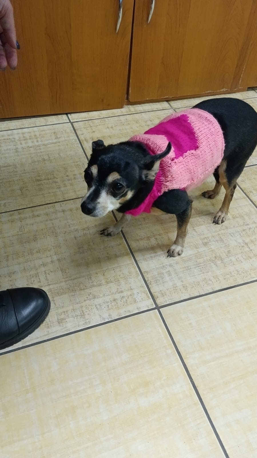 Найдена собака в Воронеже — фото объявления