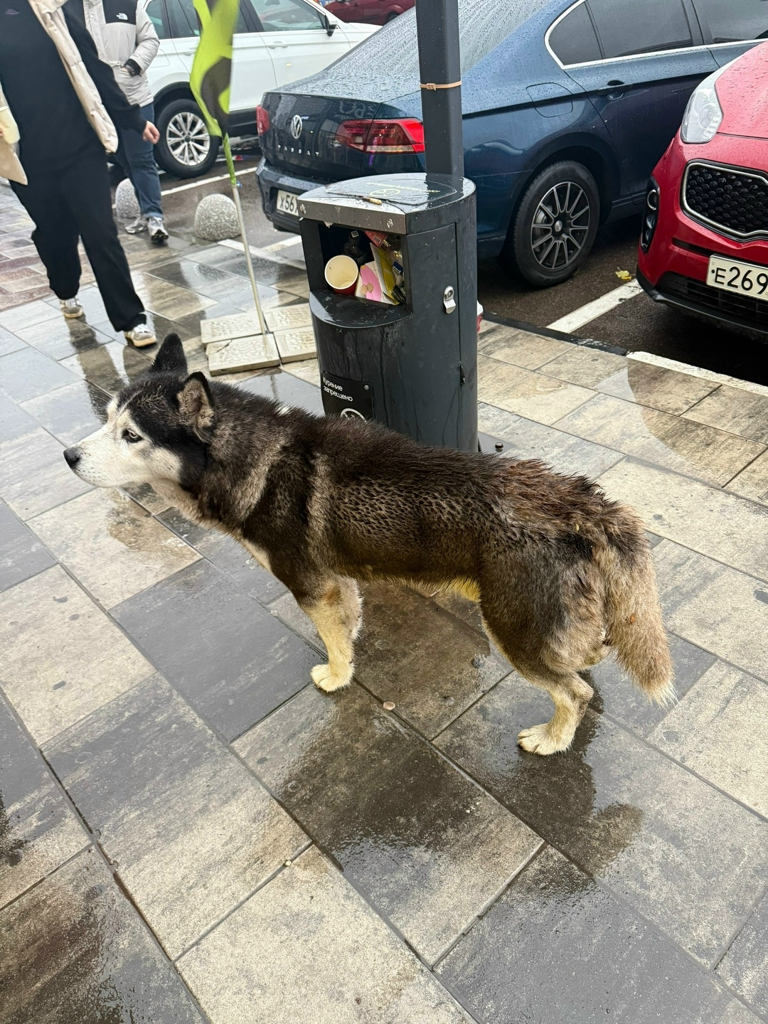 Найдена собака в Воронеже — фото объявления