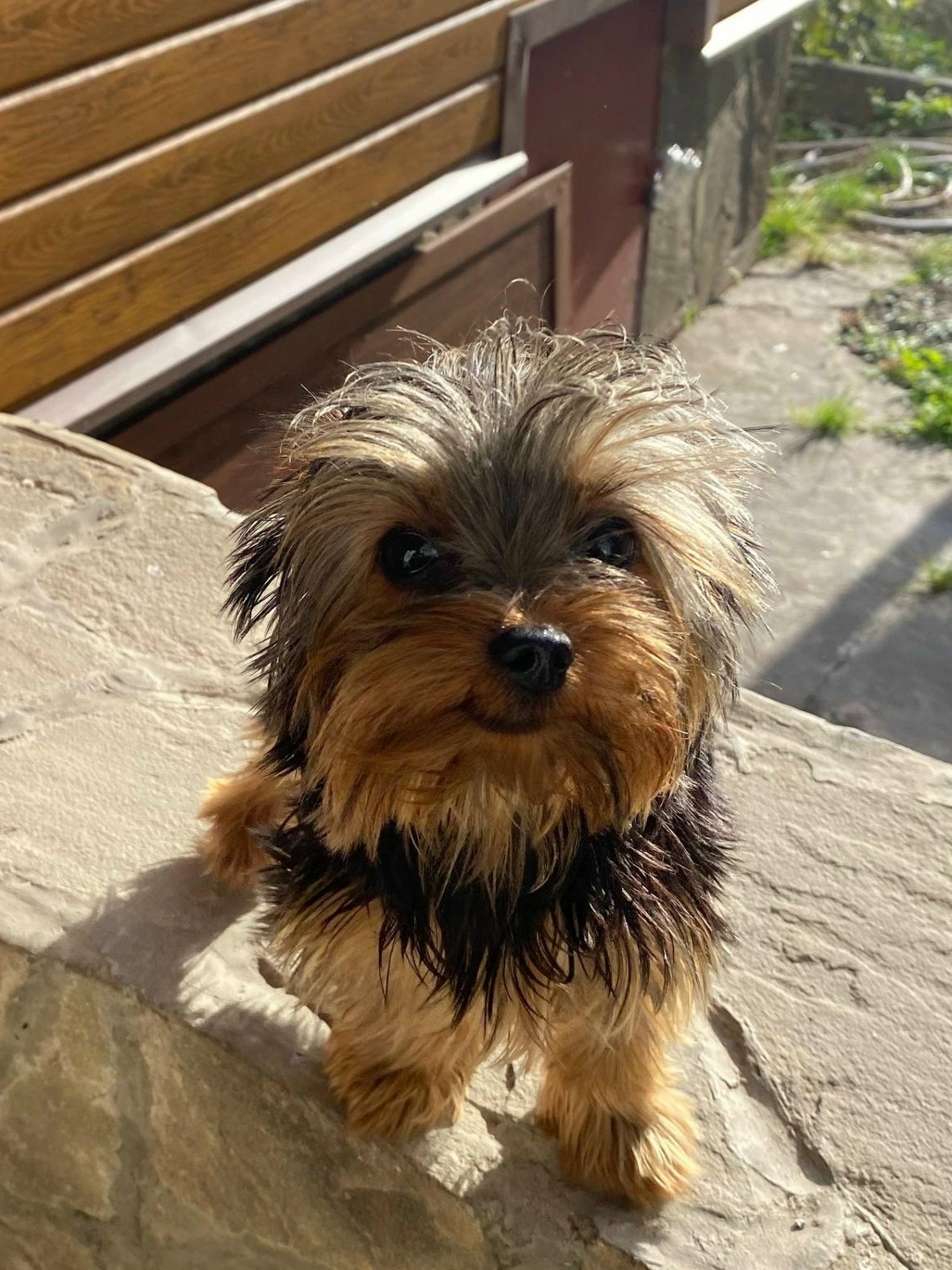 Найдена собака в Воронеже — фото объявления