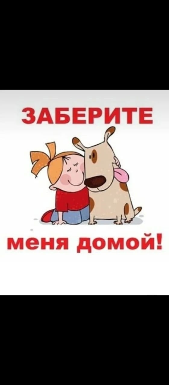 Найдена собака в Воронеже — фото объявления