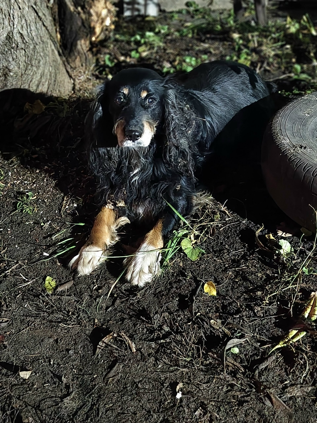 Пропала собака в Воронеже — фото объявления