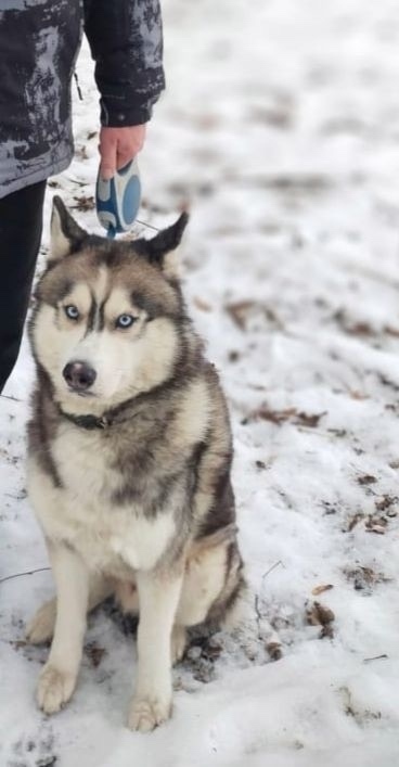 Пропала собака в Воронеже — фото объявления