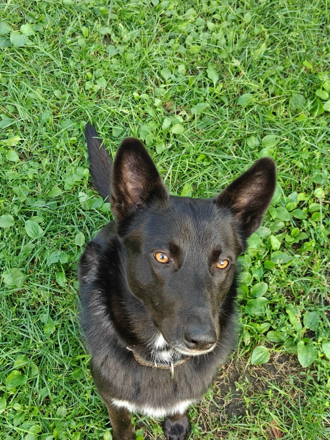 Пропала собака в Воронеже — фото объявления