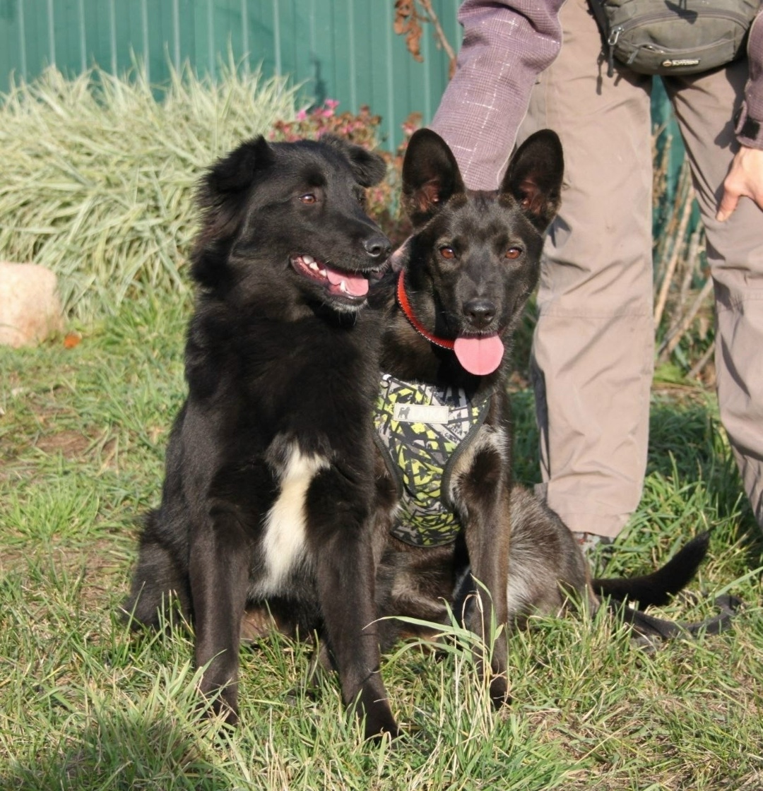 Найдена собака в Воронеже — фото объявления