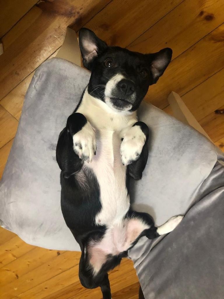 Пропала собака в Воронеже — фото объявления