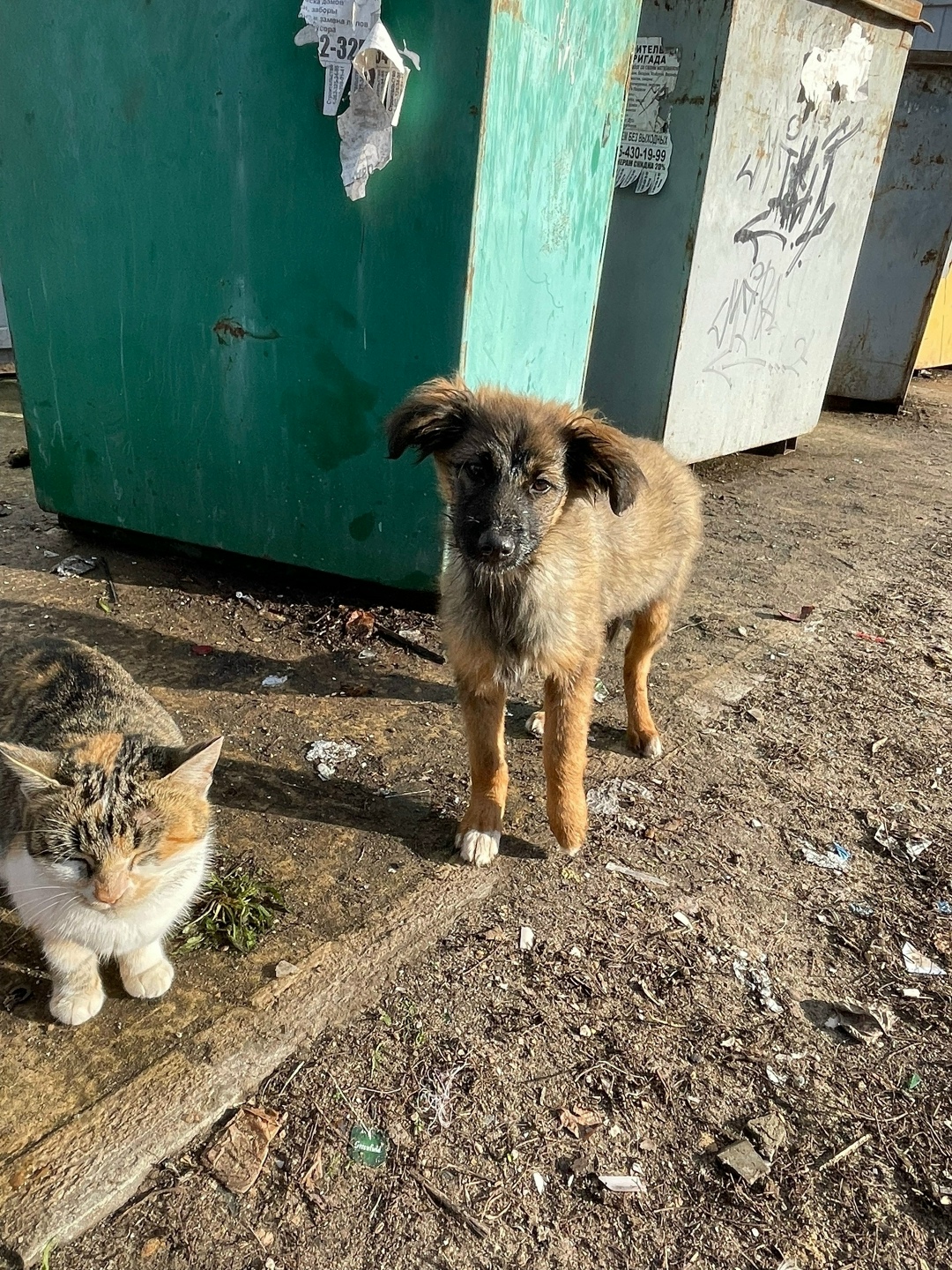 Найдена собака в Воронеже — фото объявления