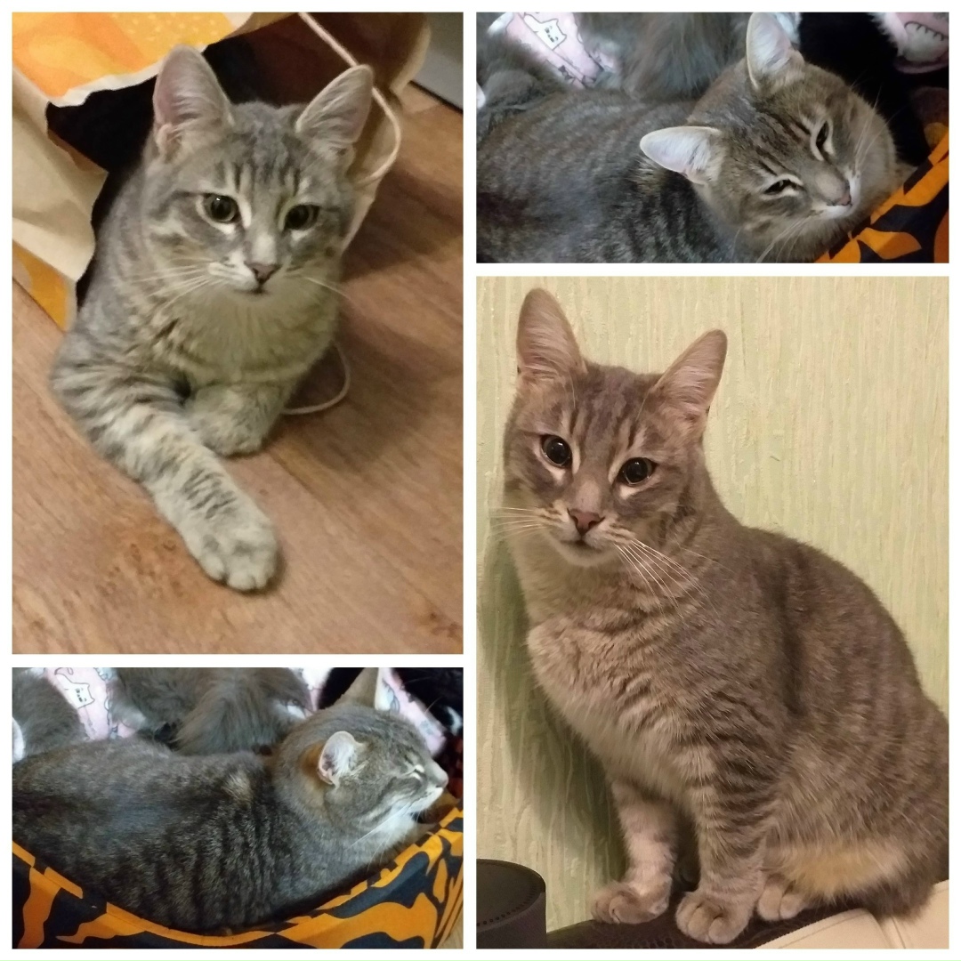 Пропала кошка в Воронеже — фото объявления