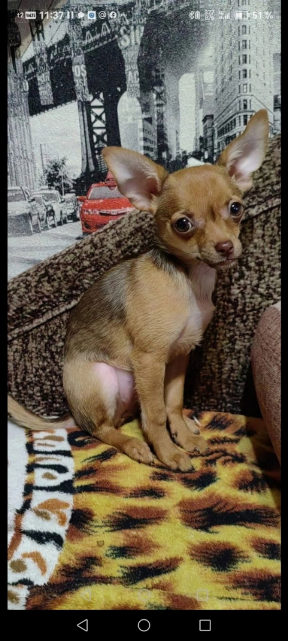 Найдена собака в Воронеже — фото объявления