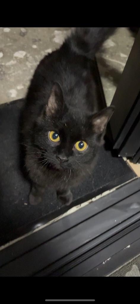 Пропала кошка в Воронеже — фото объявления