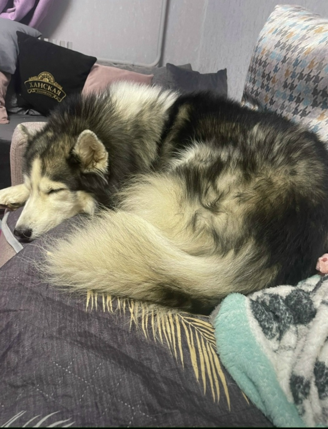 Пропала собака в Воронеже — фото объявления