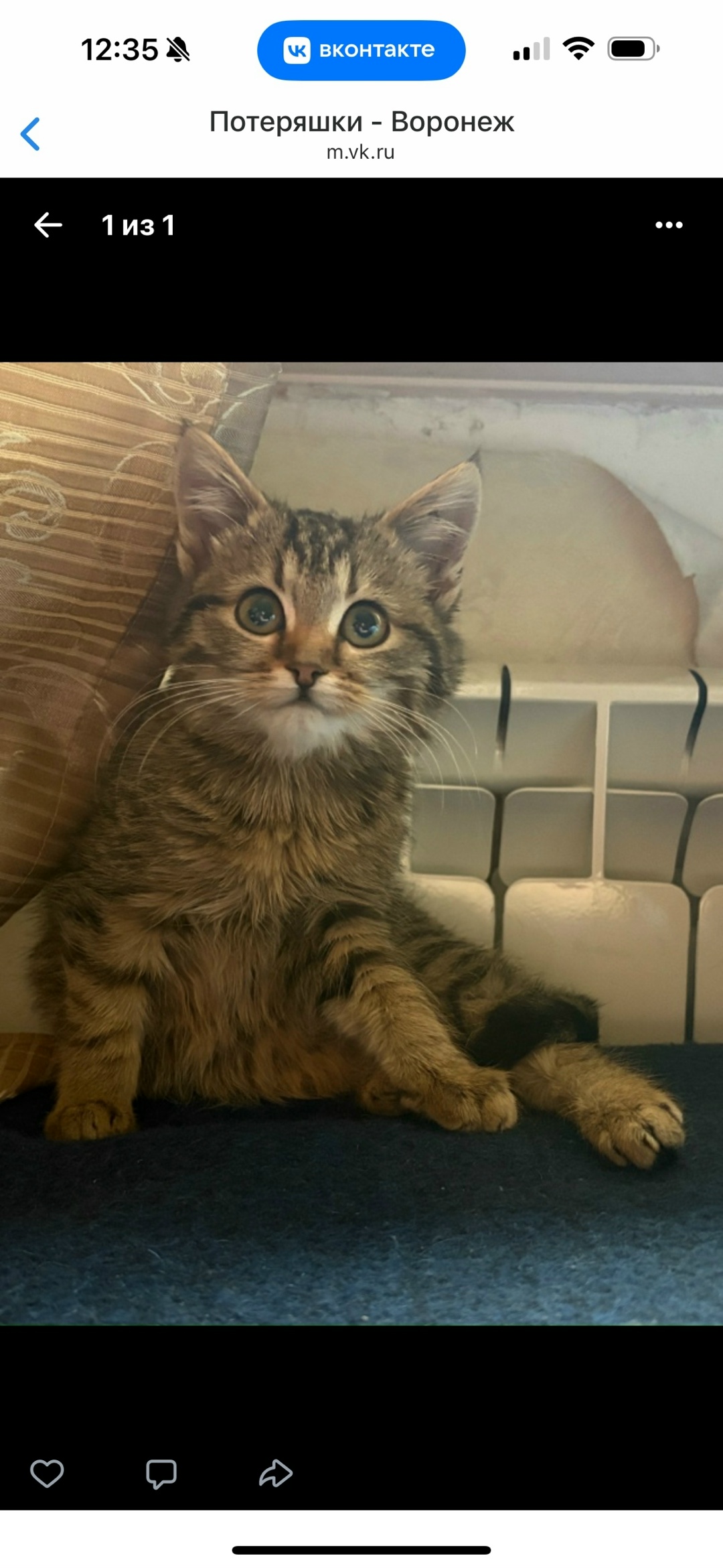 Пропала кошка в Воронеже — фото объявления