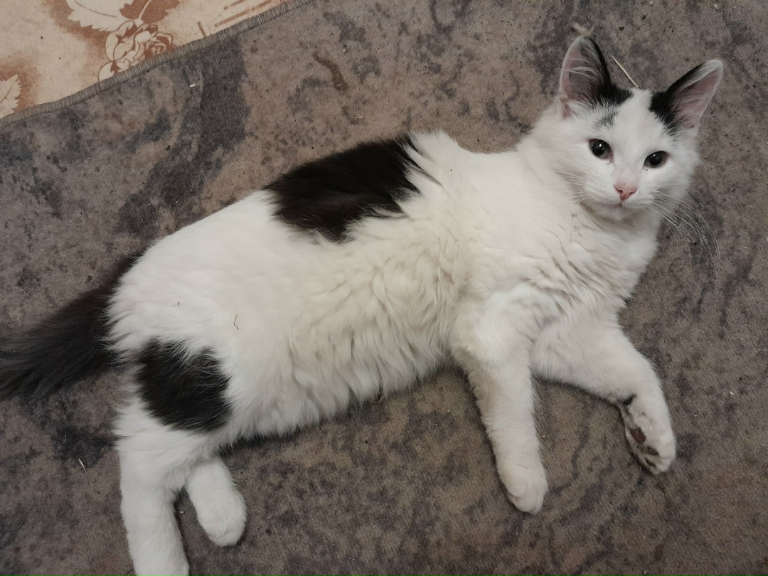 Пропала кошка в Воронеже — фото объявления