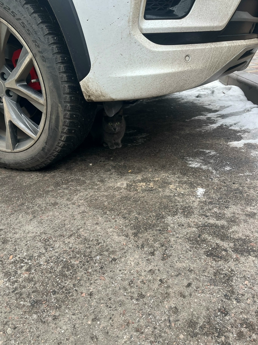 Пропала кошка в Воронеже — фото объявления