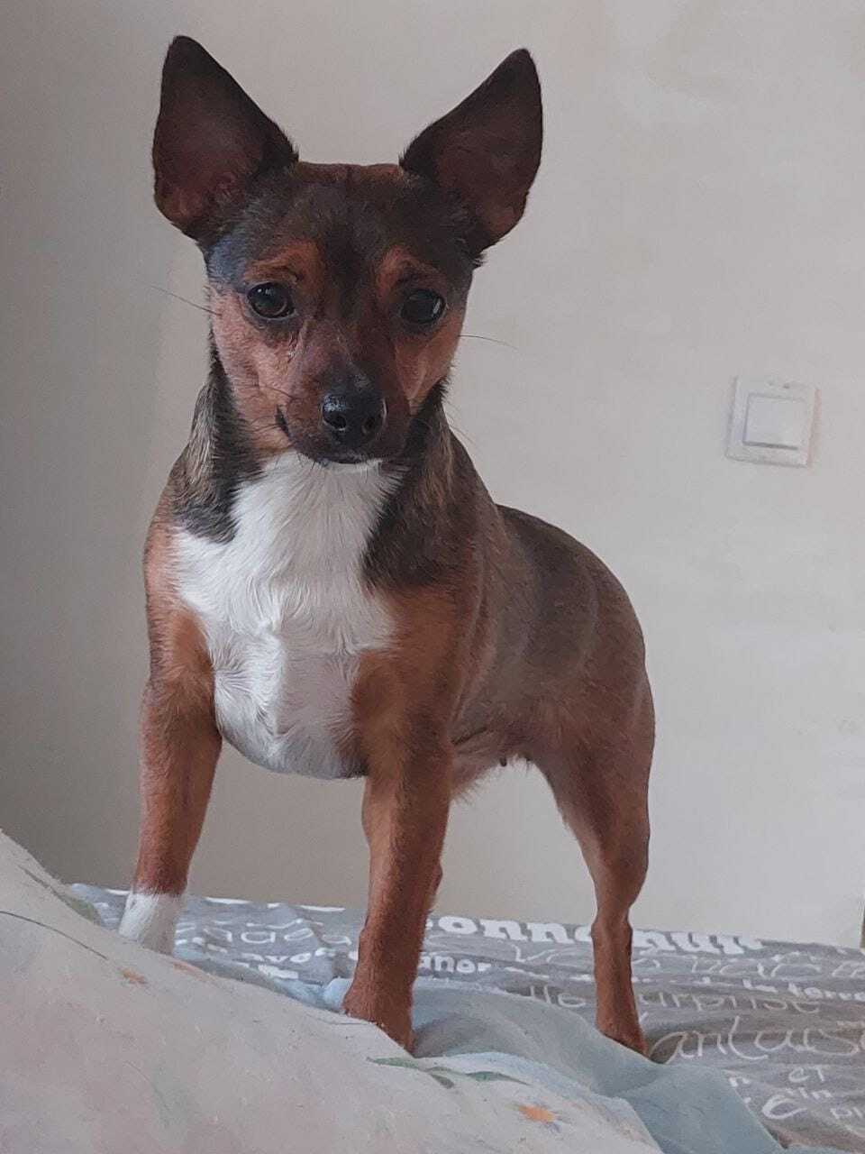 Пропала собака в Воронеже — фото объявления