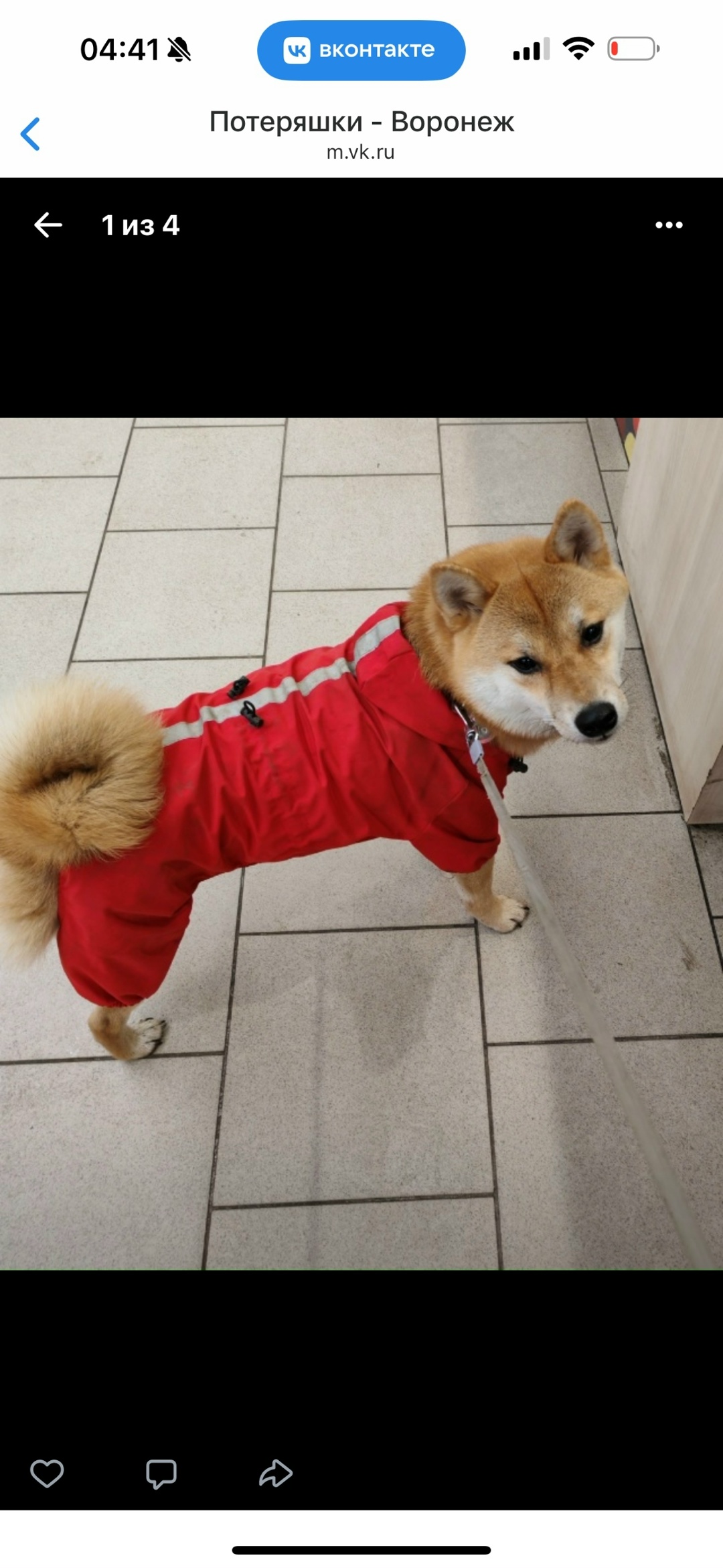 Пропала собака в Воронеже — фото объявления