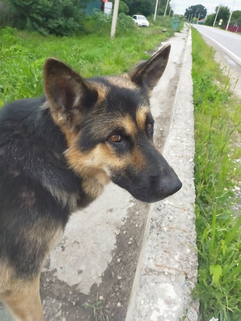 Найдена собака в Воронеже — фото объявления