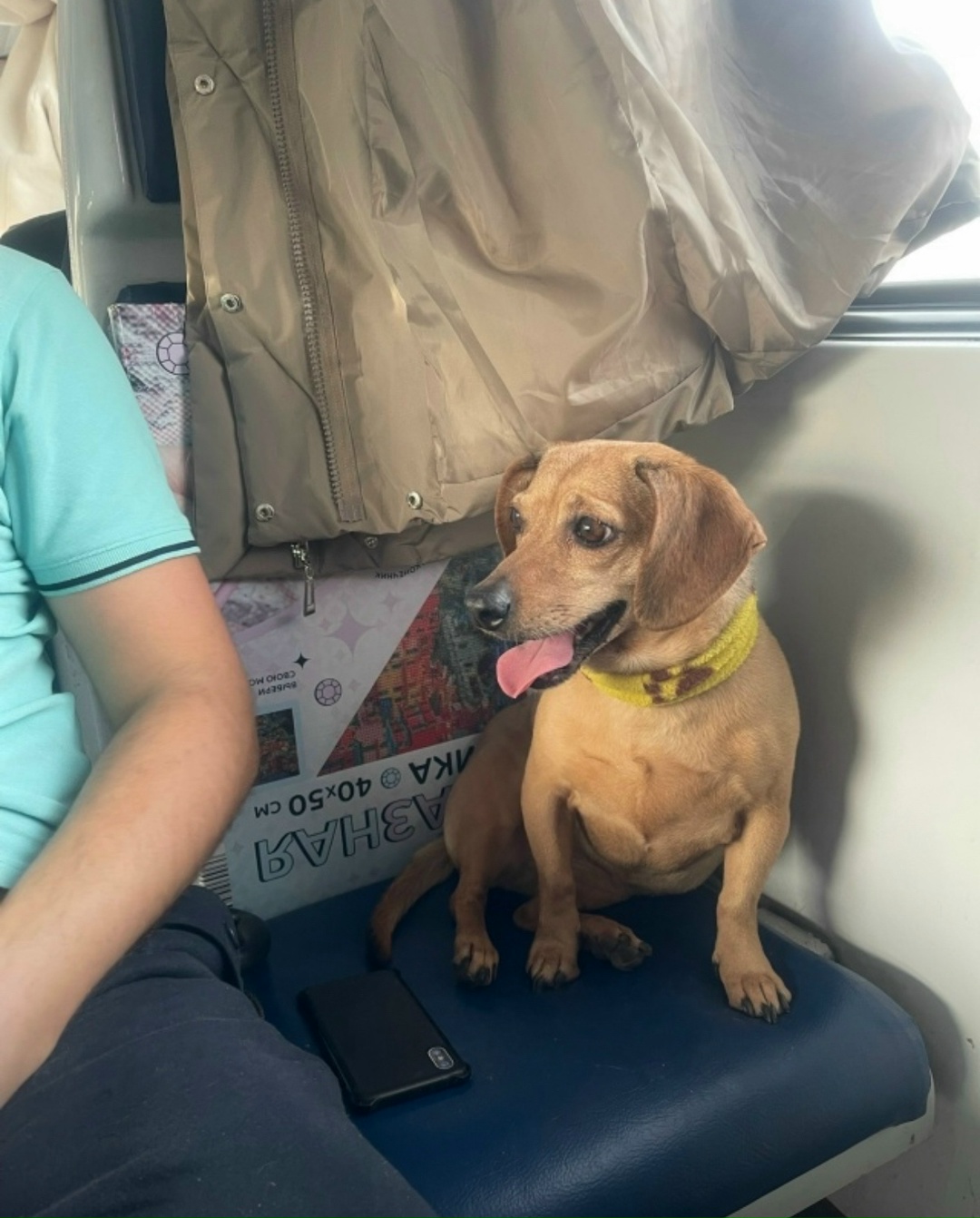 Пропала собака в Воронеже — фото объявления