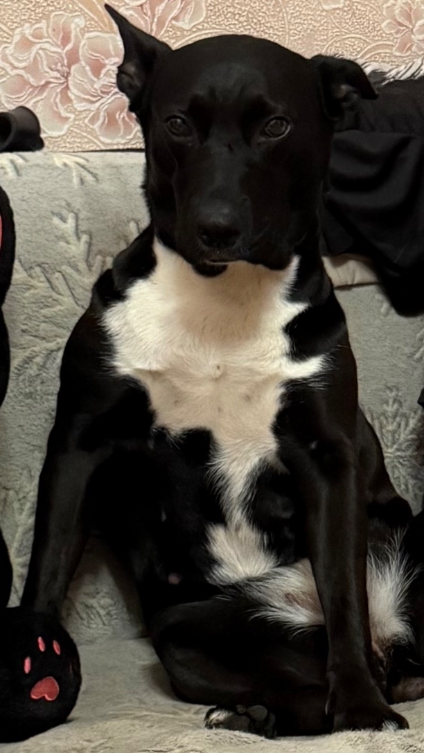 Пропала собака в Воронеже — фото объявления