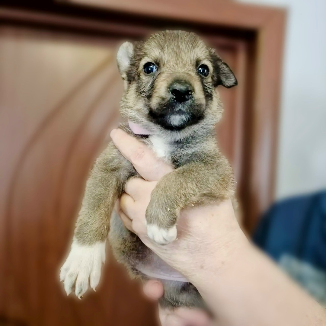 Найдена собака в Воронеже — фото объявления