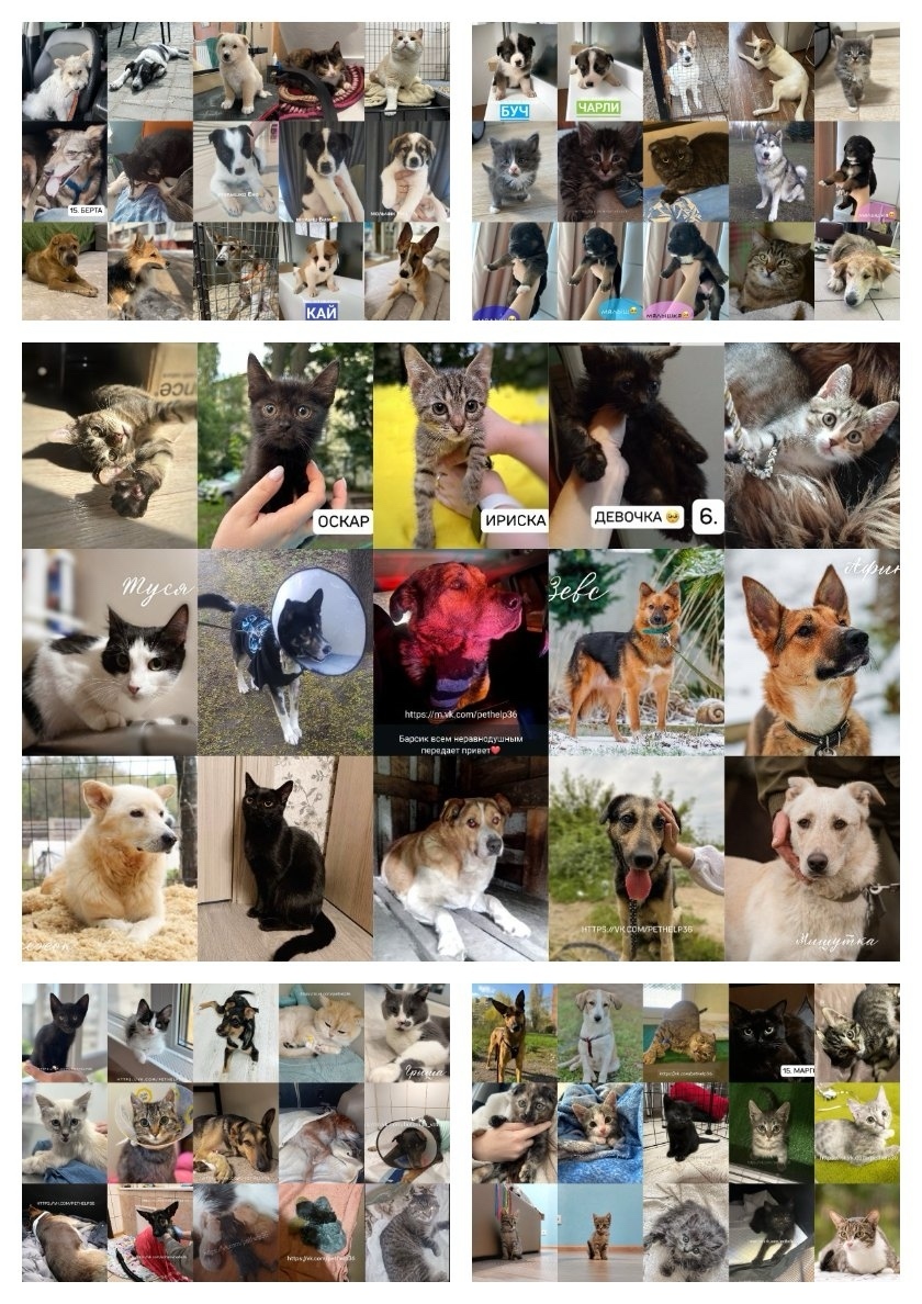 Найдена собака в Воронеже — фото объявления