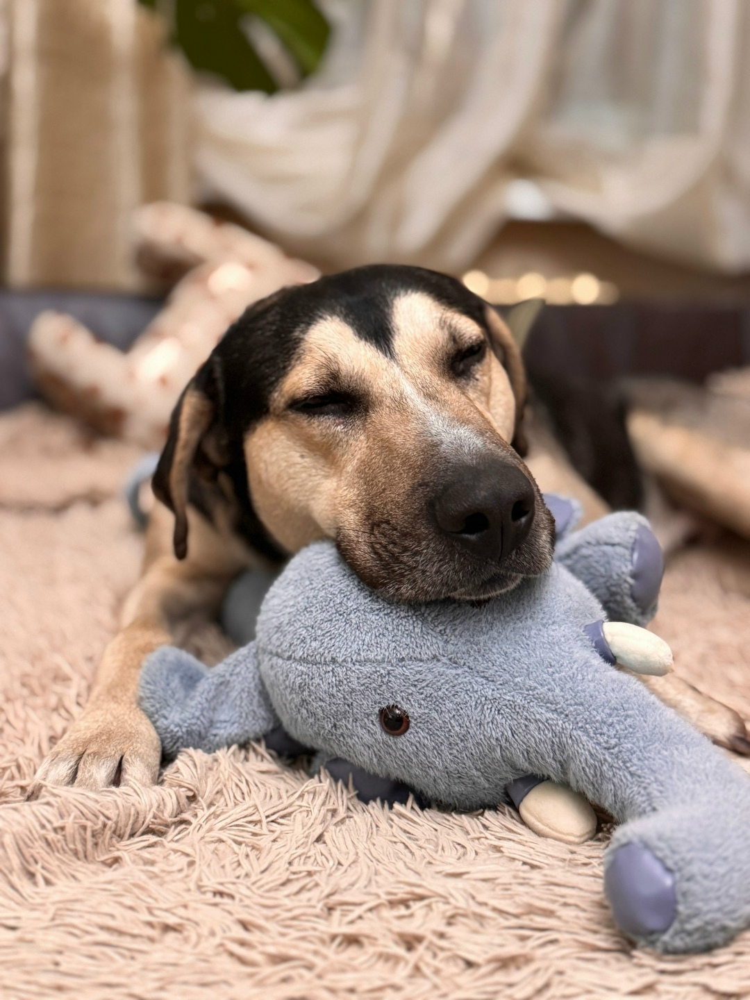 Найдена собака в Воронеже — фото объявления