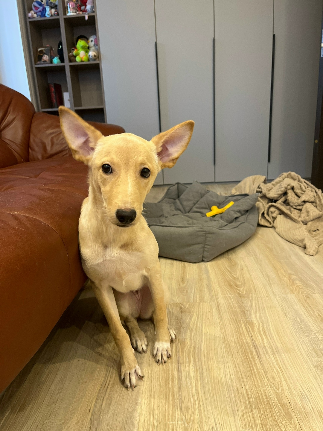 Найдена собака в Воронеже — фото объявления