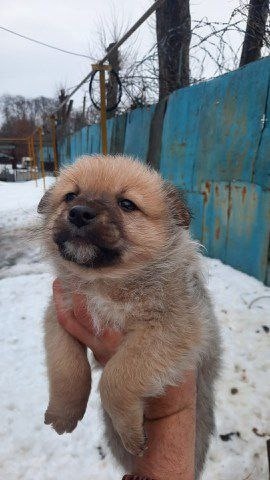 Пропала собака в Воронеже — фото объявления