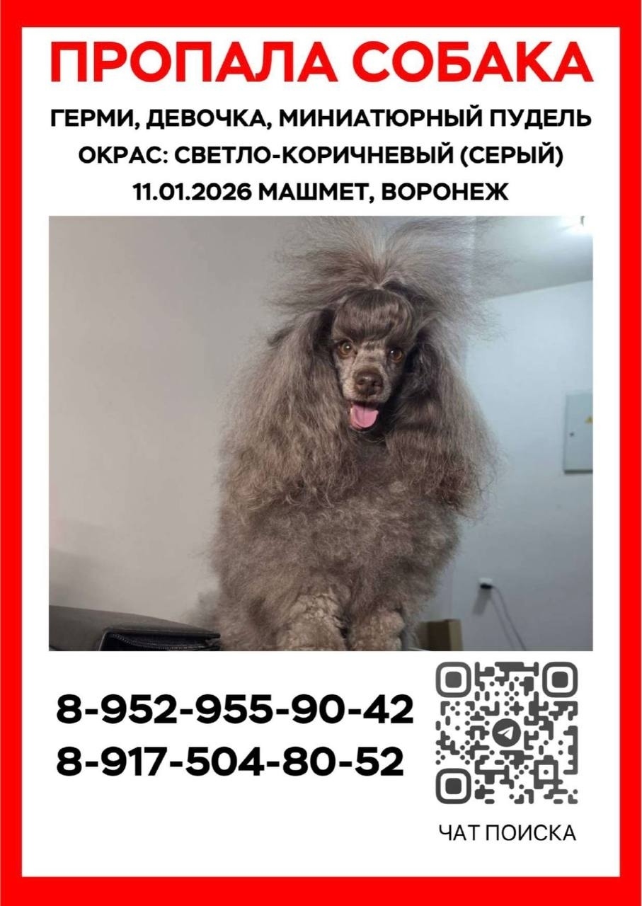Пропала собака в Воронеже — фото объявления