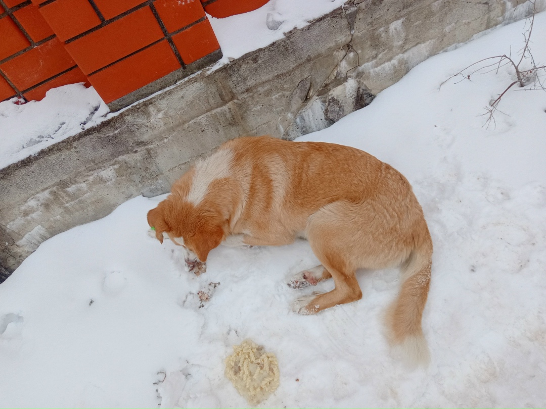 Найдена собака в Воронеже — фото объявления