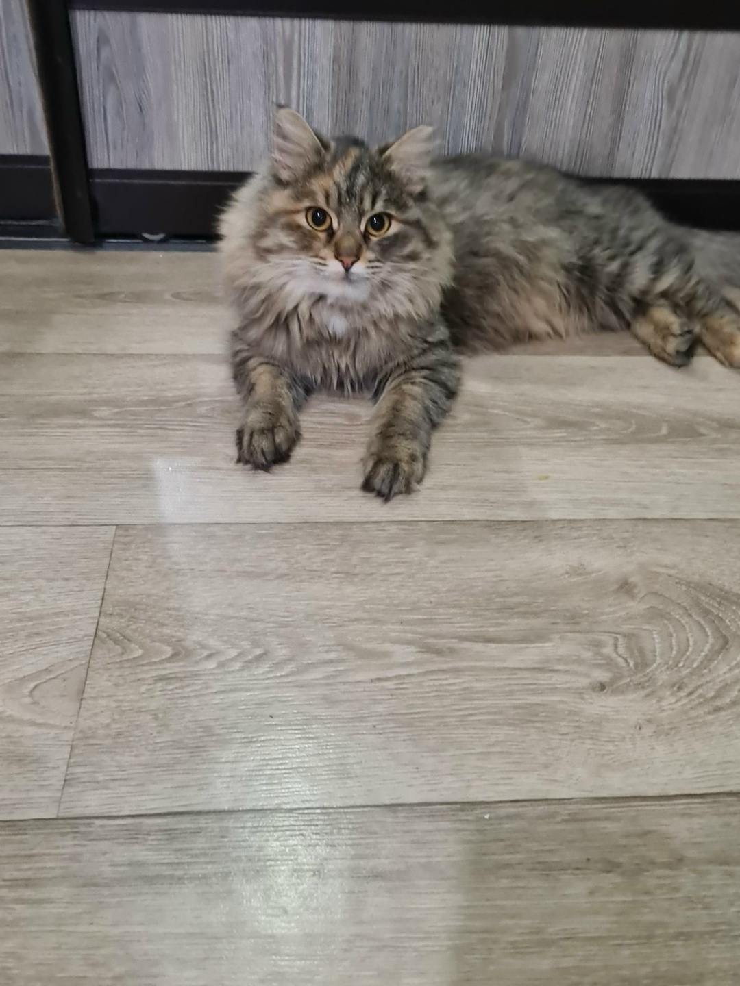 Найдена кошка в Воронеже — фото объявления