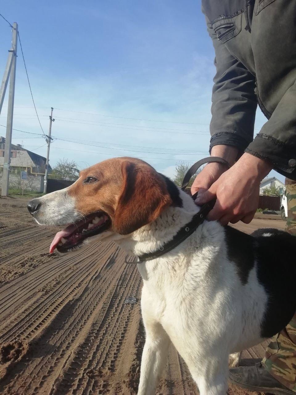 Пропала собака в Воронеже — фото объявления
