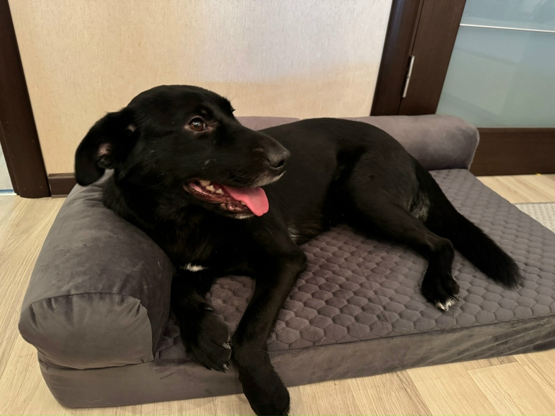 Найдена собака в Воронеже — фото объявления