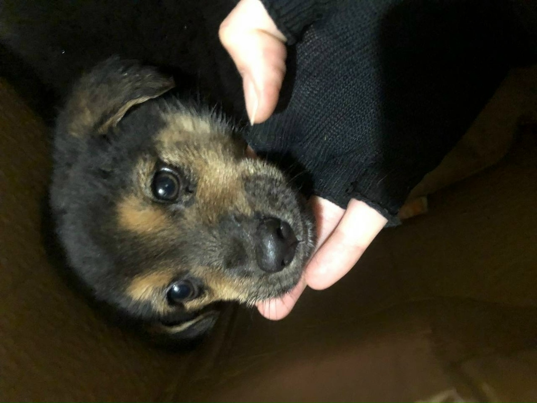 Найдена собака в Воронеже — фото объявления