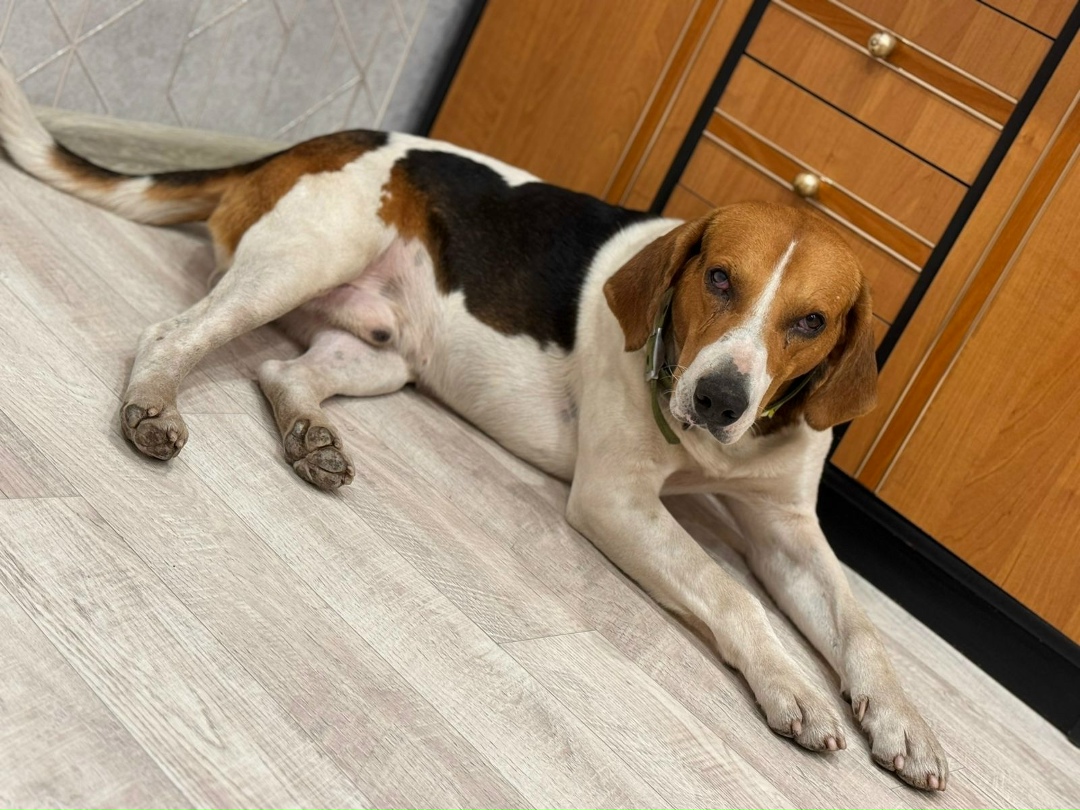 Пропала собака в Воронеже — фото объявления