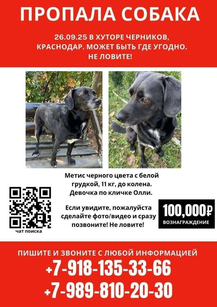 Найдена собака в Воронеже — фото объявления