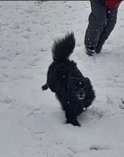 Пропала собака в Воронеже — фото объявления