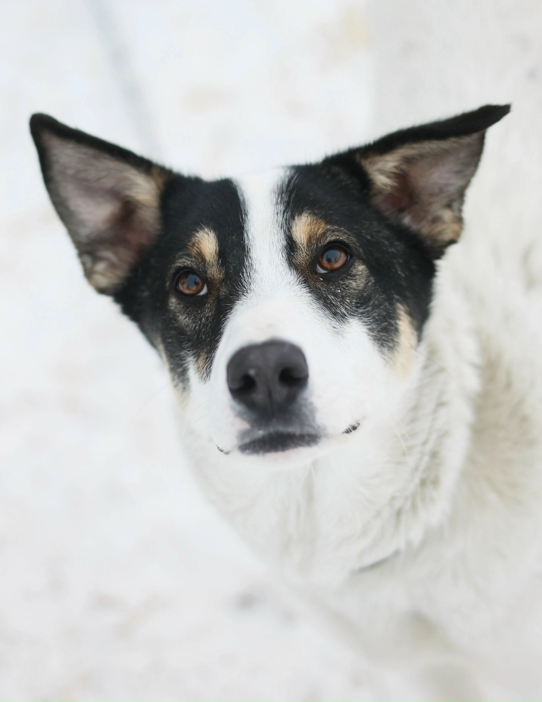 Найдена собака в Воронеже — фото объявления