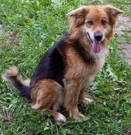 Найдена собака в Воронеже — фото объявления