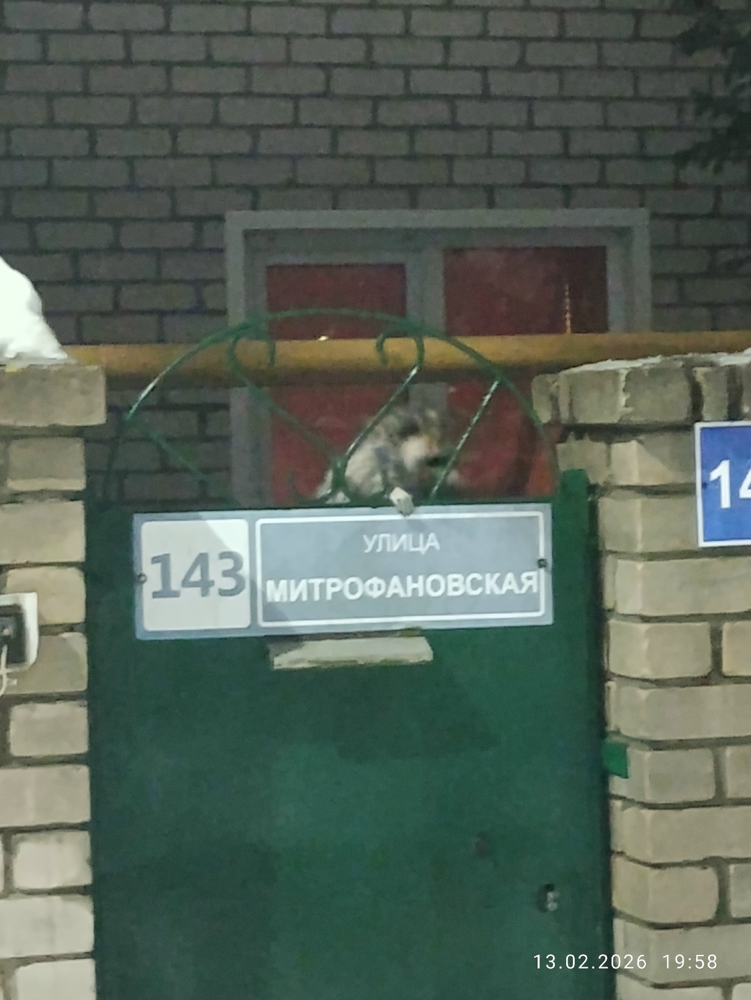 Пропала собака в Воронеже — фото объявления