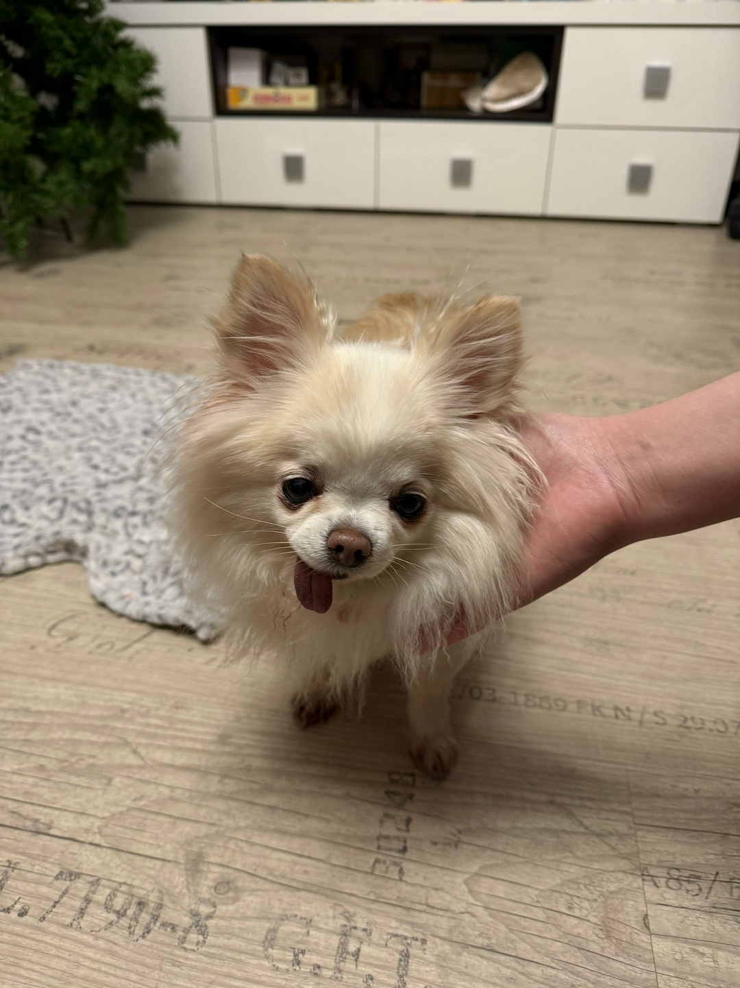 Найдена собака в Воронеже — фото объявления