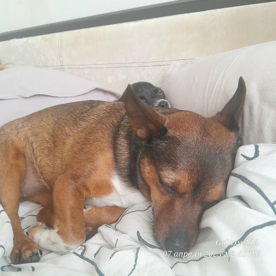 Пропала собака в Воронеже — фото объявления