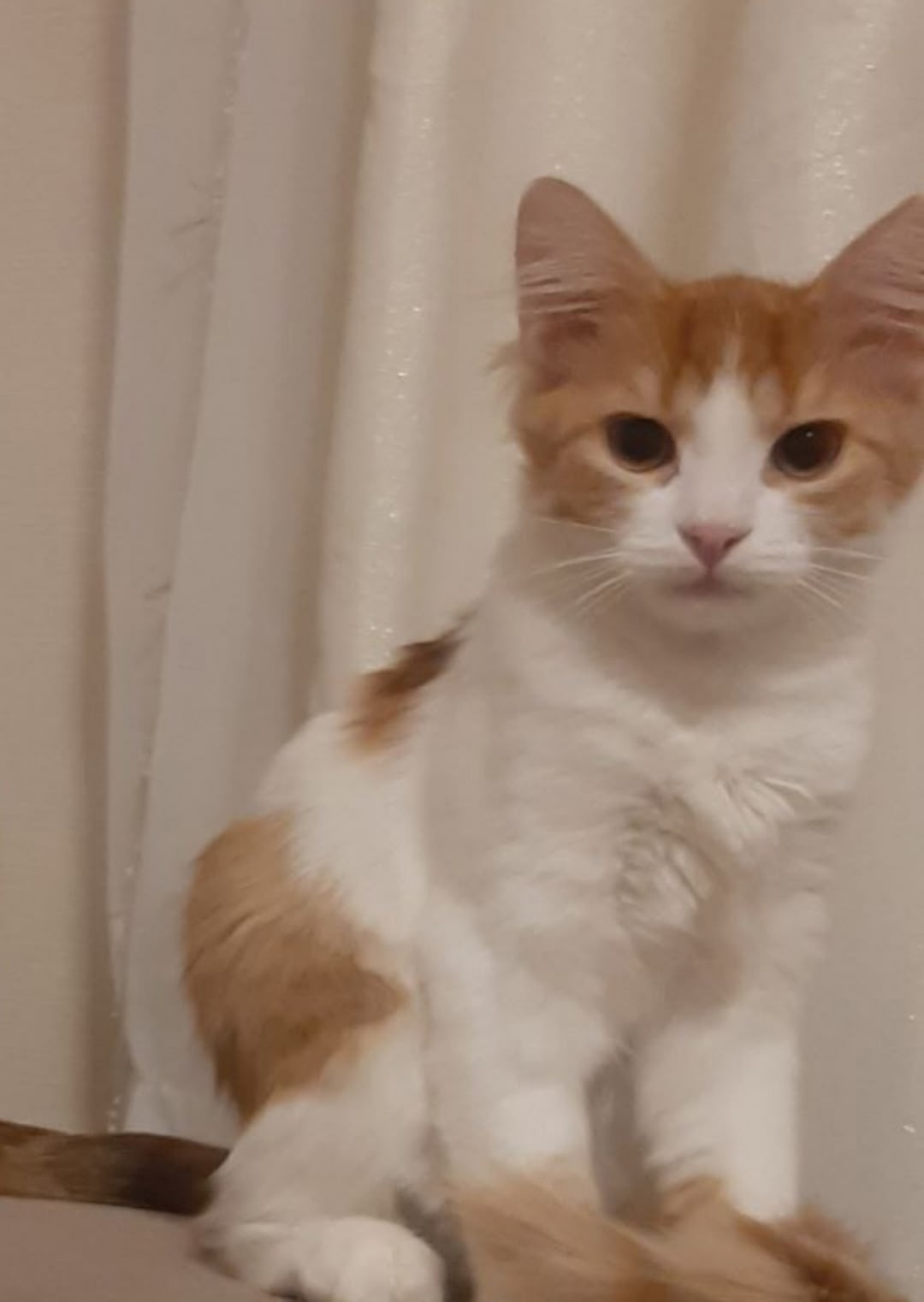 Пропала кошка в Воронеже — фото объявления